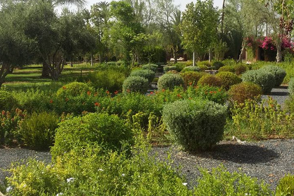 the size of trees in Marrakech Morocco.