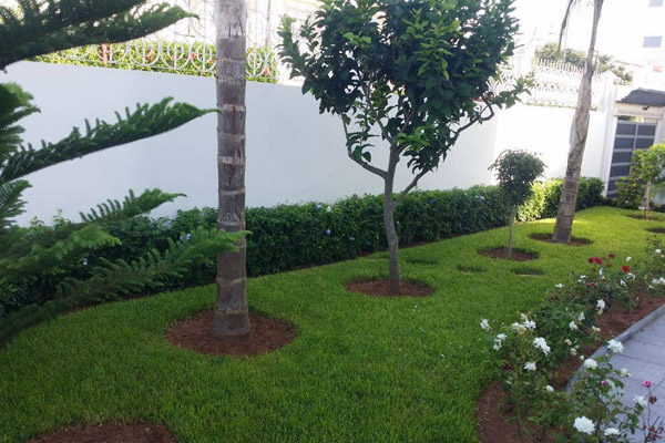 the size of trees in Marrakech Morocco.