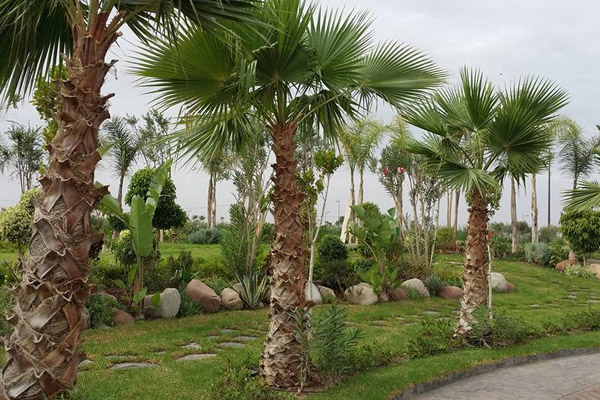 Renovation of green spaces and gardens in Marrakech.